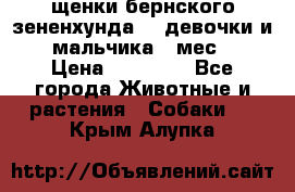 щенки бернского зененхунда. 2 девочки и 2 мальчика(2 мес.) › Цена ­ 22 000 - Все города Животные и растения » Собаки   . Крым,Алупка